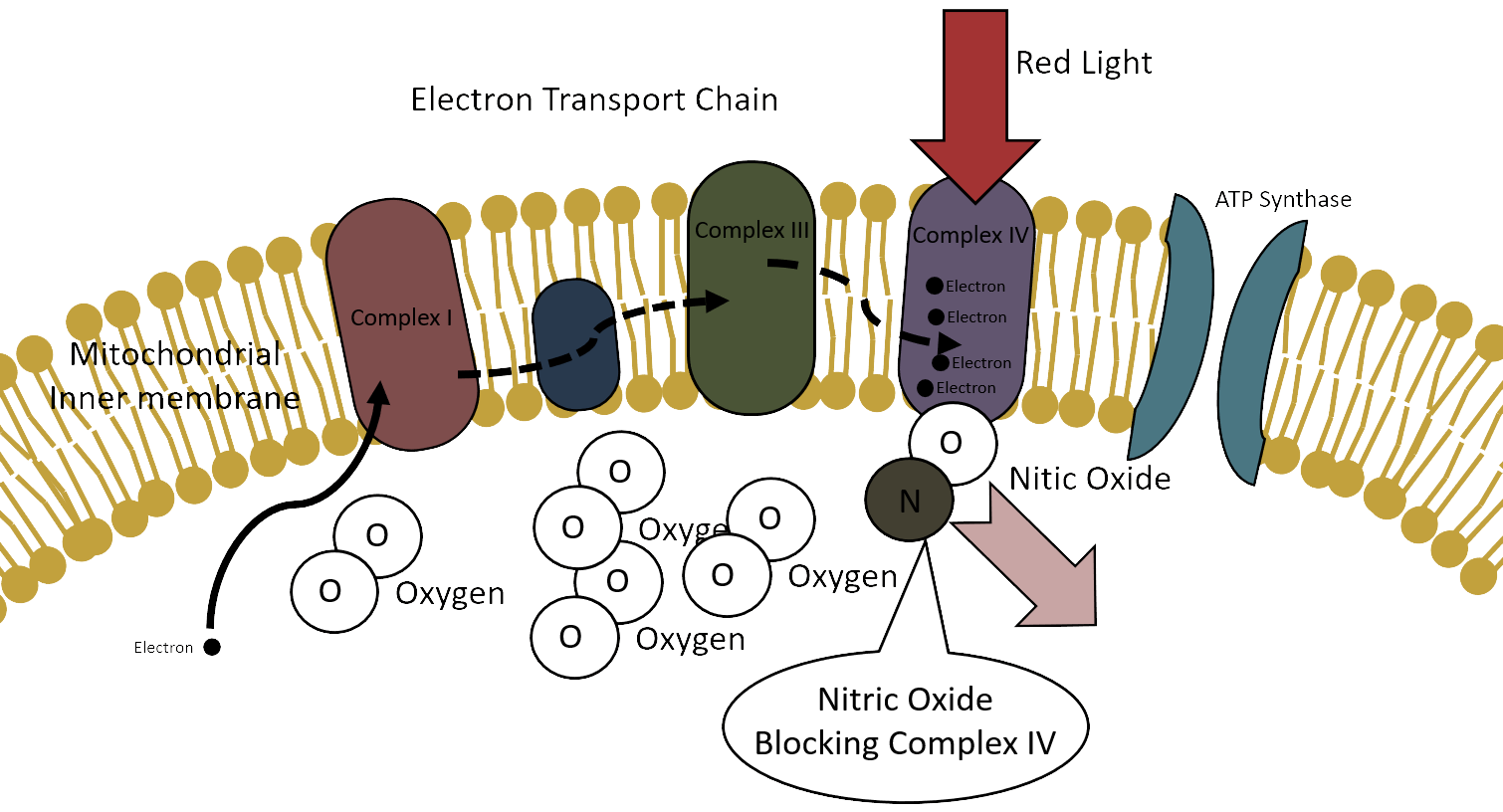 Electron transport chain