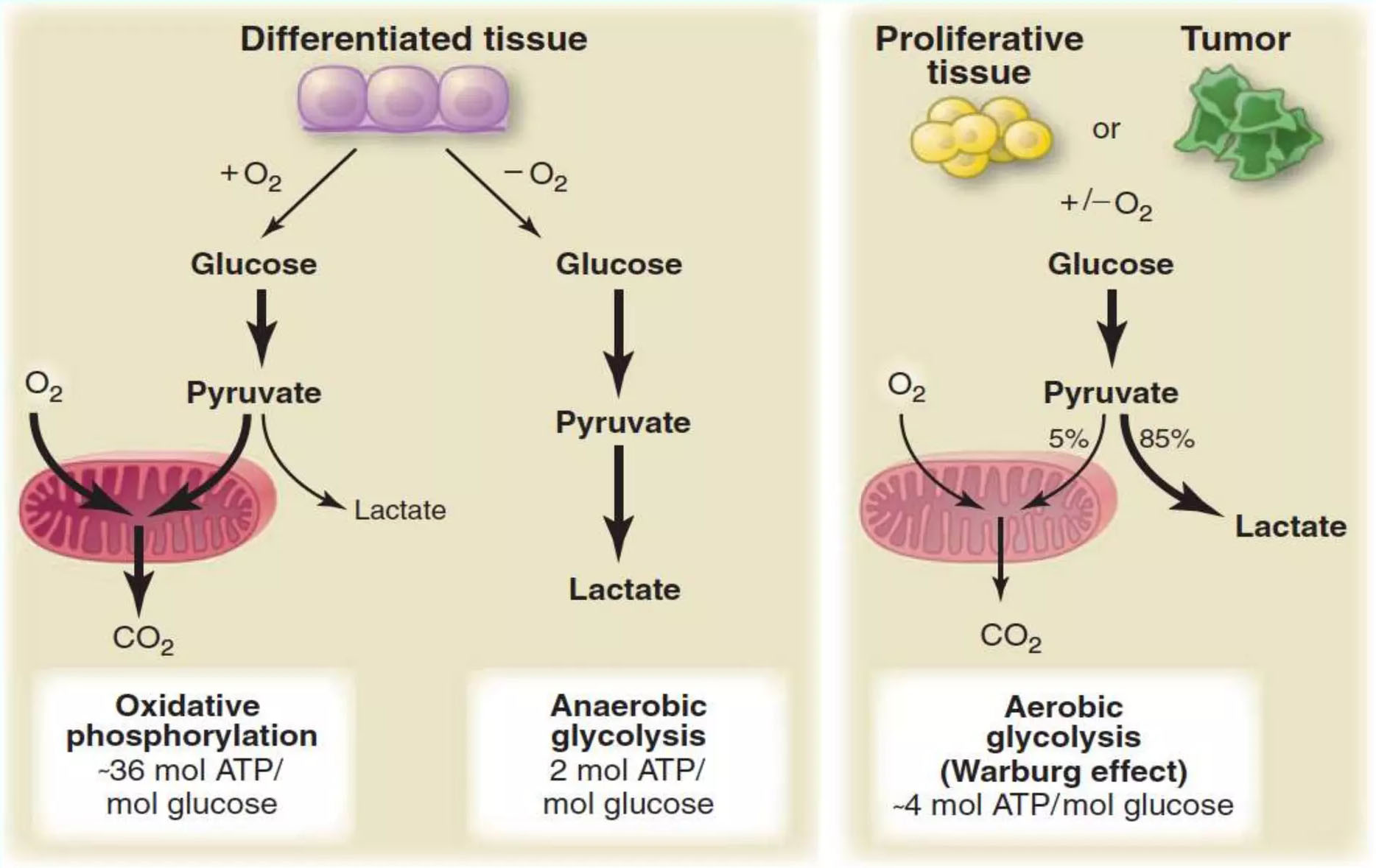 Warburg Effect